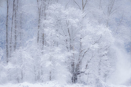 Picture of WASHINGTON STATE-FALL CITY VALLEY WITH FRESH SNOWS ON COTTONWOODS