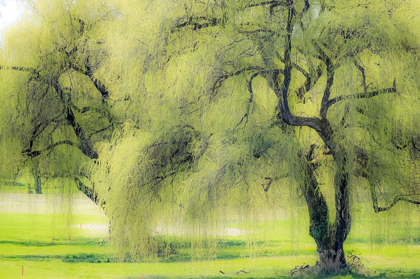 Picture of WASHINGTON STATE-MEDINA SPRING GREENS WILLOW TREE