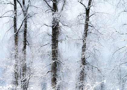 Picture of WASHINGTON STATE-FALL CITY VALLEY WITH FRESH SNOWS ON COTTONWOODS