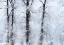 Picture of WASHINGTON STATE-FALL CITY VALLEY WITH FRESH SNOWS ON COTTONWOODS