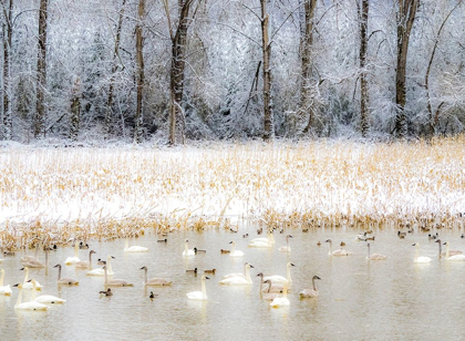 Picture of WASHINGTON STATE-FALL CITY FLOODED POND WITH WINTERS FRESH SNOW AND TRUMPETER SWANS AND DUCKS