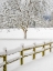 Picture of WASHINGTON STATE-FALL CITY-FRESH SNOW ON TREES AND FENCE