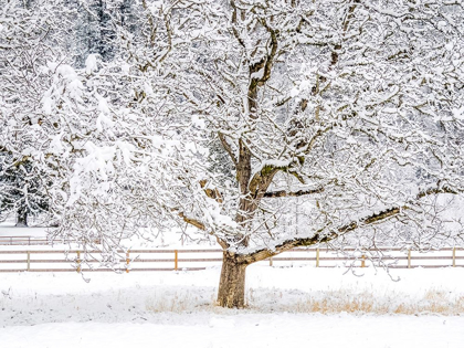 Picture of WASHINGTON STATE-FALL CITY-FRESH SNOW ON TREES AND FENCE