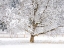 Picture of WASHINGTON STATE-FALL CITY-FRESH SNOW ON TREES AND FENCE