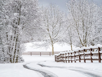 Picture of WASHINGTON STATE-FALL CITY-FRESH SNOW ON TREES AND FENCE AND SNOW COVERED ROAD