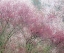 Picture of WASHINGTON STATE-FALL CITY SPRINGTIME AND CHERRY TREES JUST BEGINNING TO BLOOM