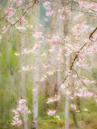 Picture of WASHINGTON STATE-FALL CITY SPRINGTIME AND CHERRY TREES JUST BEGINNING TO BLOOM