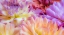 Picture of WASHINGTON STATE-SAMMAMISH DAHLIA FLOWER DESIGN AND PATTERNS