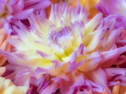 Picture of WASHINGTON STATE-SAMMAMISH DAHLIA FLOWER DESIGN AND PATTERNS