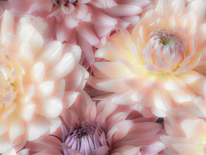 Picture of WASHINGTON STATE-SAMMAMISH DAHLIA FLOWER DESIGN AND PATTERNS