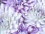 Picture of WASHINGTON STATE-SAMMAMISH DAHLIA FLOWER DESIGN AND PATTERNS