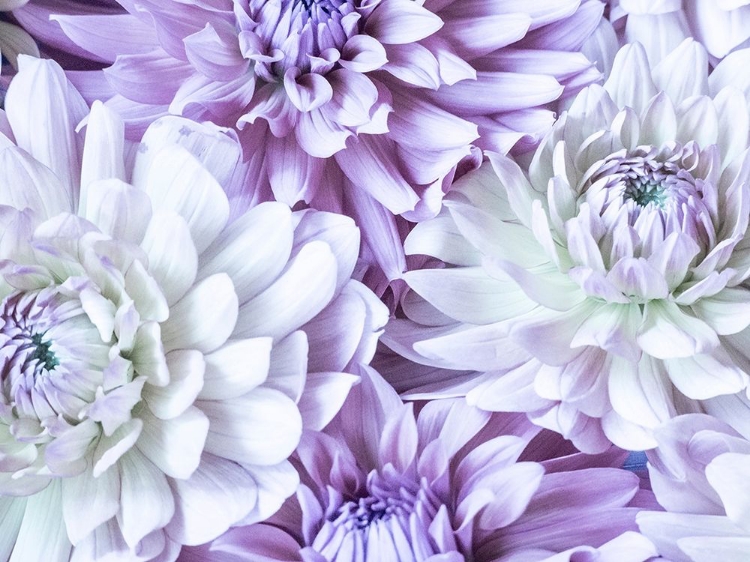 Picture of WASHINGTON STATE-SAMMAMISH DAHLIA FLOWER DESIGN AND PATTERNS