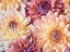 Picture of WASHINGTON STATE-SAMMAMISH DAHLIA FLOWER DESIGN AND PATTERNS