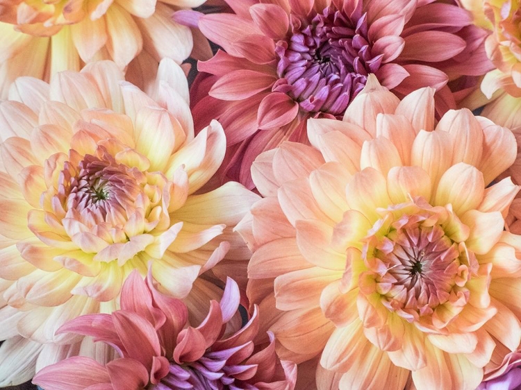 Picture of WASHINGTON STATE-SAMMAMISH DAHLIA FLOWER DESIGN AND PATTERNS