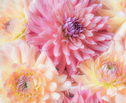 Picture of WASHINGTON STATE-SAMMAMISH DAHLIA FLOWER DESIGN AND PATTERNS