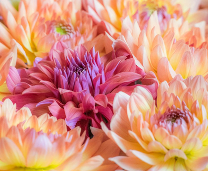 Picture of WASHINGTON STATE-SAMMAMISH DAHLIA FLOWER DESIGN AND PATTERNS