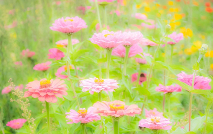 Picture of WASHINGTON STATE-OAKVILLE-PACIFIC NORTHWEST ZINNIA FLOWER