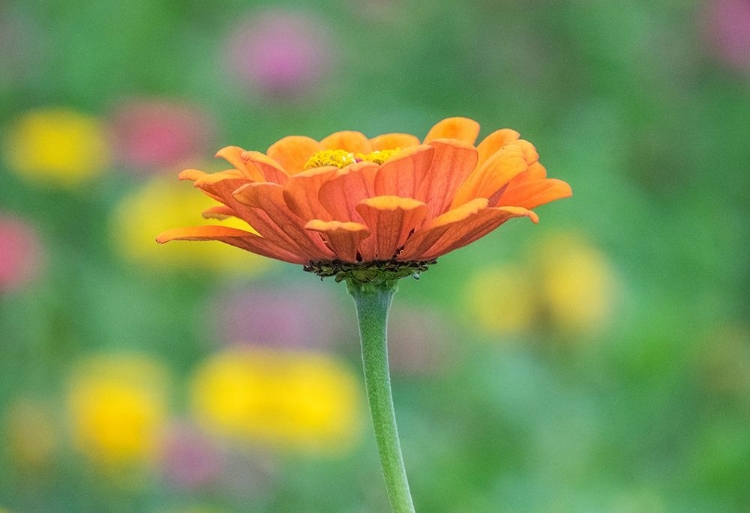 Picture of WASHINGTON STATE-OAKVILLE-PACIFIC NORTHWEST ZINNIA FLOWER