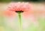 Picture of WASHINGTON STATE-OAKVILLE-PACIFIC NORTHWEST ZINNIA FLOWER