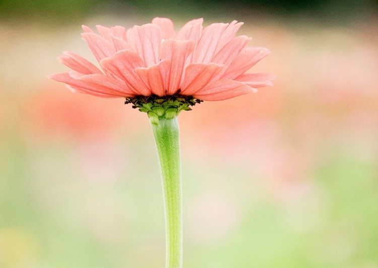 Picture of WASHINGTON STATE-OAKVILLE-PACIFIC NORTHWEST ZINNIA FLOWER