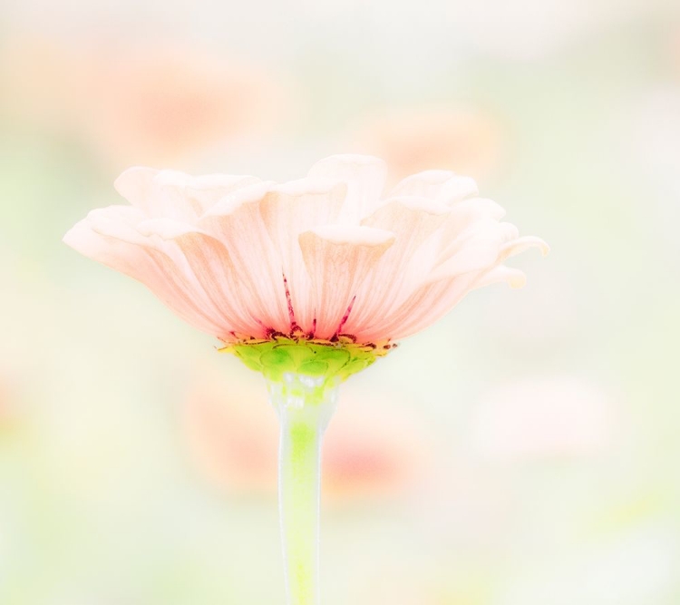 Picture of WASHINGTON STATE-OAKVILLE-PACIFIC NORTHWEST ZINNIA FLOWER