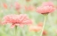 Picture of WASHINGTON STATE-OAKVILLE-PACIFIC NORTHWEST ZINNIA FLOWER