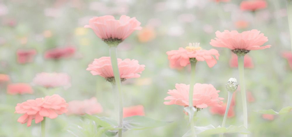 Picture of WASHINGTON STATE-OAKVILLE-PACIFIC NORTHWEST ZINNIA FLOWER