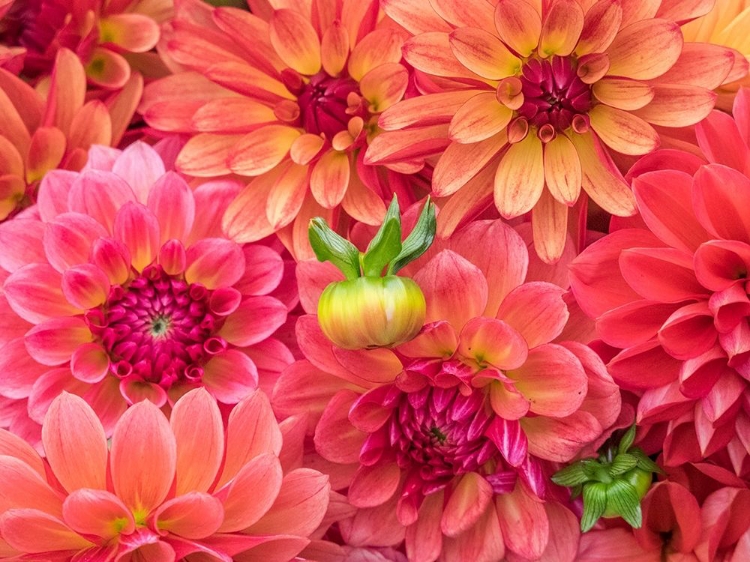 Picture of WASHINGTON STATE-SAMMAMISH DAHLIA FLOWER DESIGN AND PATTERNS