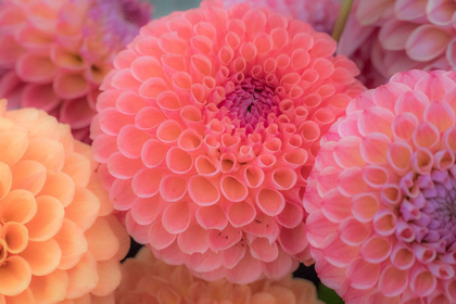 Picture of WASHINGTON STATE-SAMMAMISH DAHLIA FLOWER DESIGN AND PATTERNS