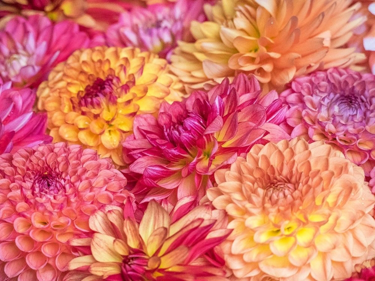 Picture of WASHINGTON STATE-SAMMAMISH DAHLIA FLOWER DESIGN AND PATTERNS