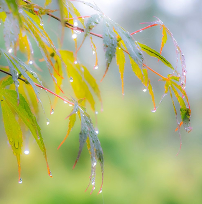 Picture of WASHINGTON STATE-SAMMAMISH DEW DROPS ON JAPANESE MAPLE LEAVES
