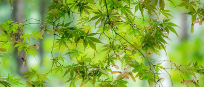 Picture of WASHINGTON STATE-SAMMAMISH-LOOKING UP THROUGH JAPANESE MAPLE LEAVES IN AUTUMNS COLORS