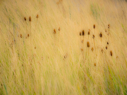 Picture of WASHINGTON STATE-PALOUSE-EASTERN WASHINGTON AND TEASEL AND GRASSES GOLD COLORS