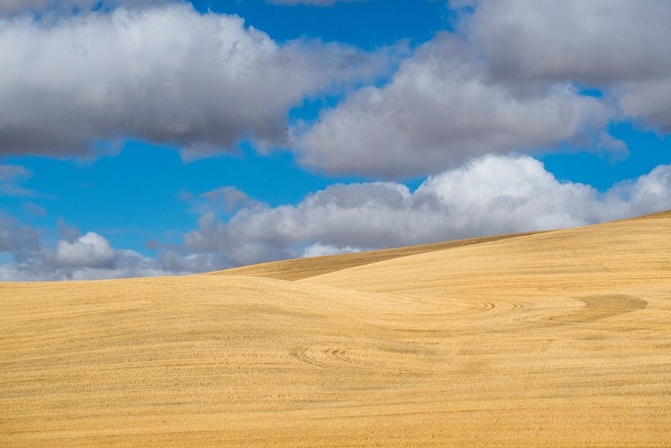 Picture of WASHINGTON STATE-EASTERN WASHINGTON-PALOUSE