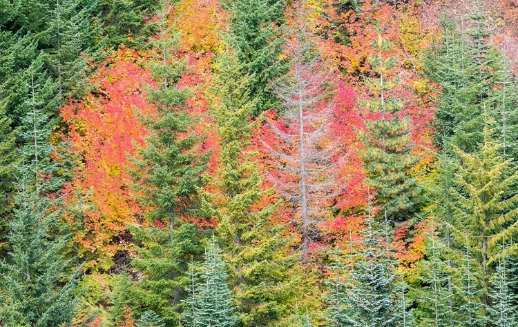 Picture of STAMPEDE PASS-WASHINGTON STATE-CASCADE MOUNTAINS WITH REDS OF VINE MAPLE TREES