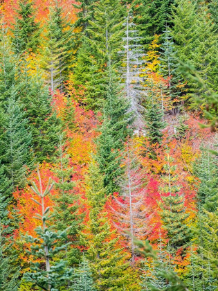 Picture of STAMPEDE PASS-WASHINGTON STATE-CASCADE MOUNTAINS WITH REDS OF VINE MAPLE TREES