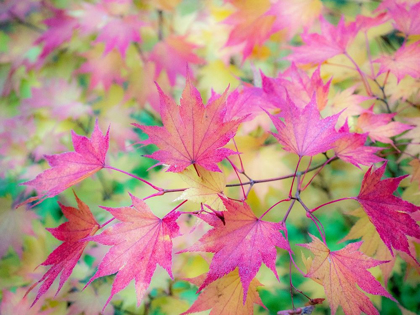 Picture of WASHINGTON STATE-SAMMAMISH JAPANESE MAPLE LEAVES FALL COLORS IN GOLD AND REDS