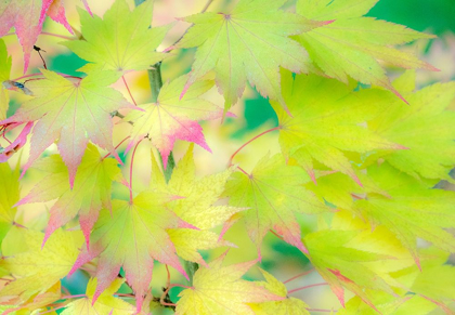 Picture of WASHINGTON STATE-SAMMAMISH JAPANESE MAPLE LEAVES FALL COLORS IN GOLD AND REDS