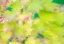 Picture of WASHINGTON STATE-SAMMAMISH JAPANESE MAPLE LEAVES FALL COLORS IN GOLD AND REDS