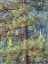 Picture of WASHINGTON STATE-BLEWETT PASS IN AUTUMN AND PINE TREES