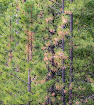 Picture of WASHINGTON STATE-BLEWETT PASS IN AUTUMN AND PINE TREES