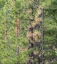 Picture of WASHINGTON STATE-BLEWETT PASS IN AUTUMN AND PINE TREES
