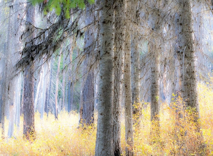 Picture of WASHINGTON STATE-BLEWETT PASS IN AUTUMN AND LARCH TREES IN FIRE DAMAGED AREA