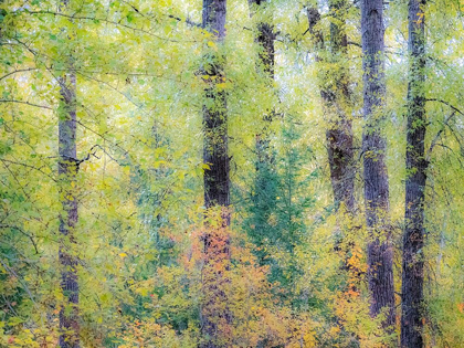 Picture of WASHINGTON STATE-EASTON-EASTERN WASHINGTON FALL COLORS WITH VINE MAPLE AND COTTONWOODS