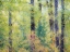 Picture of WASHINGTON STATE-EASTON-EASTERN WASHINGTON FALL COLORS WITH VINE MAPLE AND COTTONWOODS