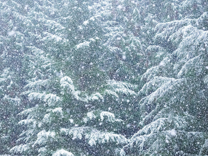 Picture of WASHINGTON STATE-SAMMAMISH FRESH AUTUMN HEAVY SNOWFALL COMING DOWN ON EVERGREENS