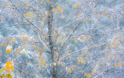 Picture of WASHINGTON STATE-SAMMAMISH FRESH AUTUMN SNOWFALL ON FALL COLORED JAPANESE CHERRY TREES