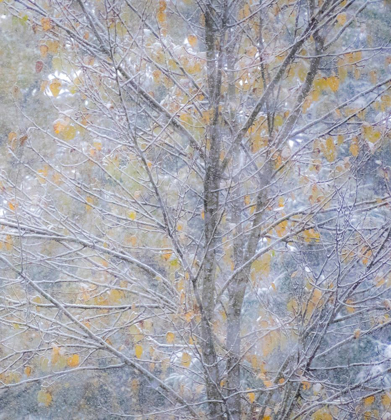 Picture of WASHINGTON STATE-SAMMAMISH FRESH AUTUMN SNOWFALL ON FALL COLORED JAPANESE CHERRY TREES