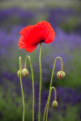 Picture of WASHINGTON STATE-SEQUIM-EARLY SUMMER BLOOMING RED POPPIES