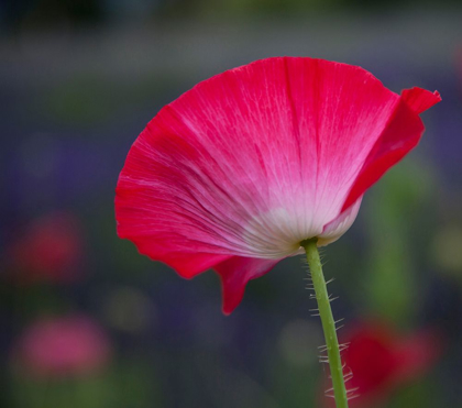 Picture of WASHINGTON STATE-SEQUIM-EARLY SUMMER BLOOMING RED POPPIES